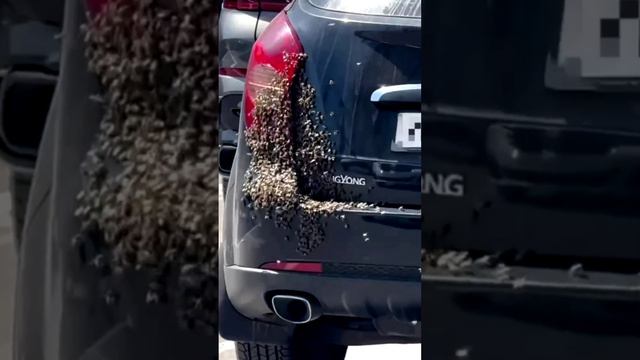 Целый улей пчёл атаковал автомобиль на стоянке