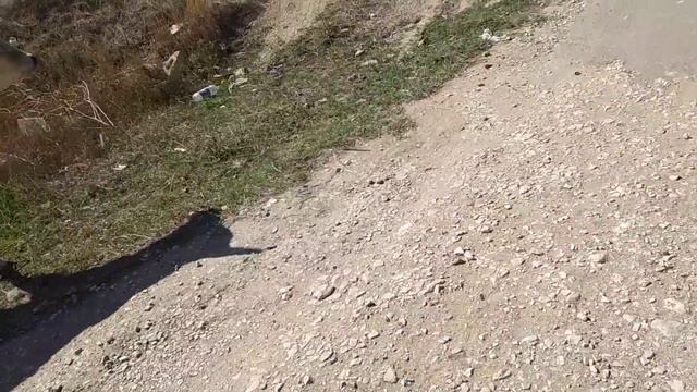 Акита ину встречает корову / щенок и корова