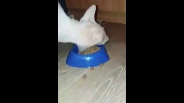 Кот экскаватор или адский кот