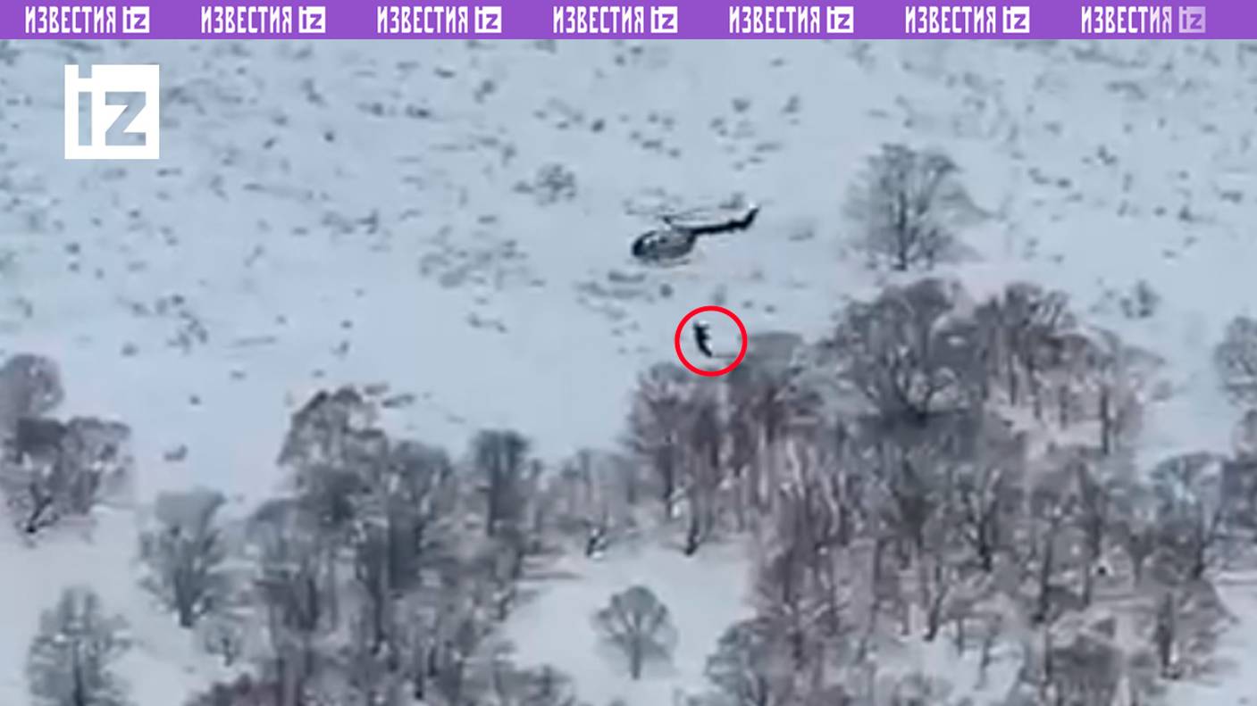Браконьеры застрелили троих медведей с Ми-8 на Камчатке