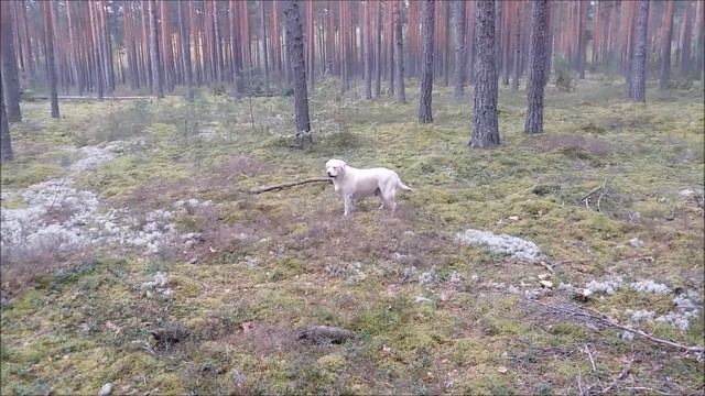 Отвезли Мисси в лес!
