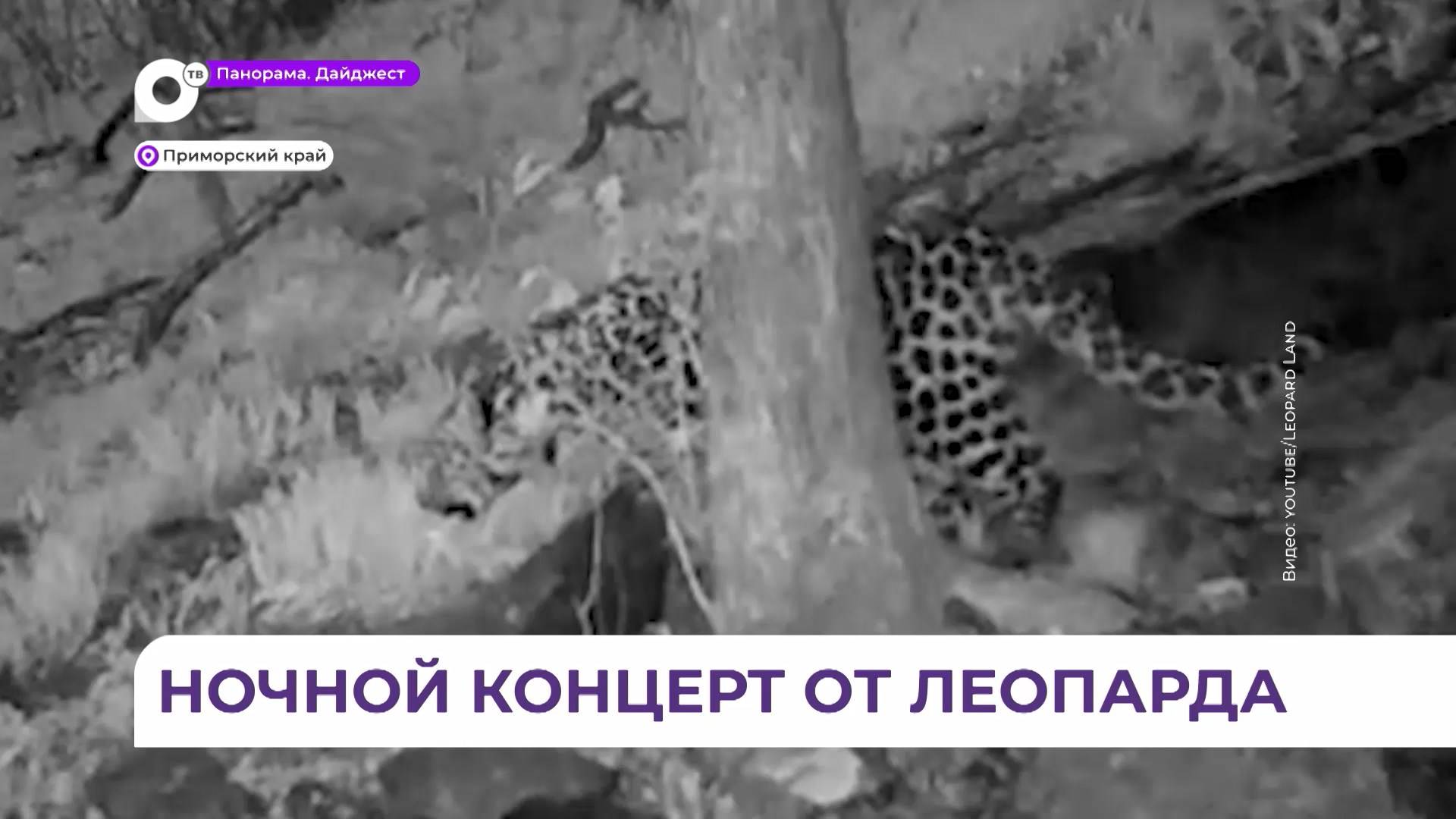 Редкие кадры «поющего» леопарда зафиксировали фотоловушки на «Земле леопарда»