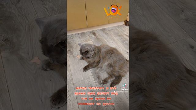 #Мой #котэ😍😍😍😍