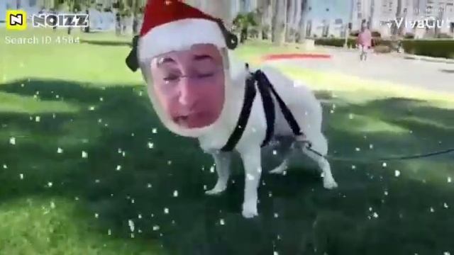 цыпа цып-цып???