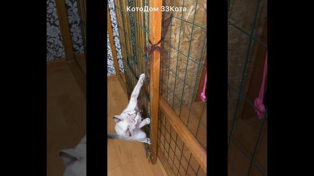Знакомимся! Тики , 6 месяцев. Адаптации не потребовалось 🤣, дети, что с них взять🥰🤣