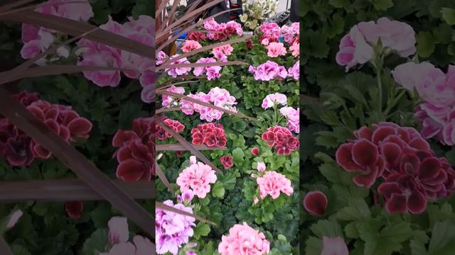 Лондон. Жасмин . Розы. Пеларгонии. Маркет. London. Jasmine. Roses.  Pelargoniums. Market.