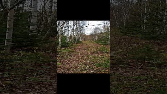 05.10.2023г. красота осенней тайги