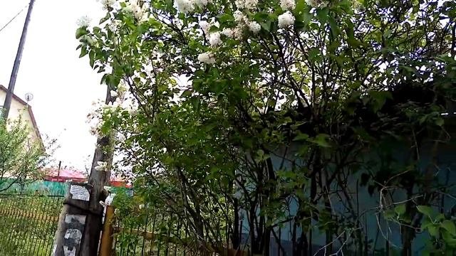 гармоньодинокая ветка сирени