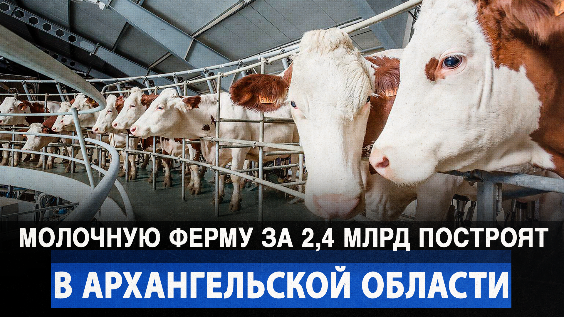 Молочную ферму за 2,4 млрд построят в Архангельской области