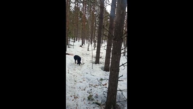 Утро с белочкой