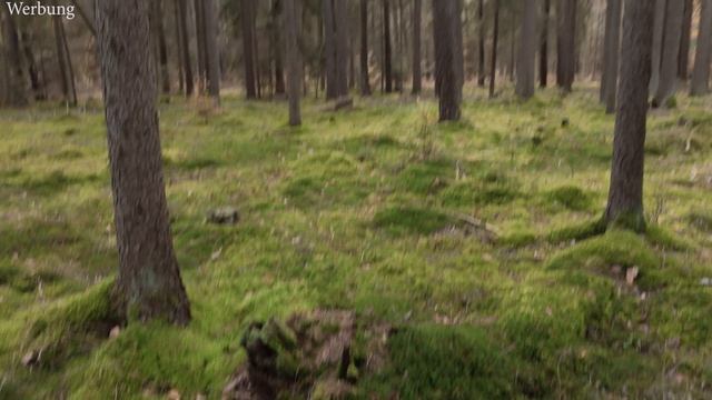 Einfachem Fotograf gelingt das unmögliche mit ISO 100 im Wald!