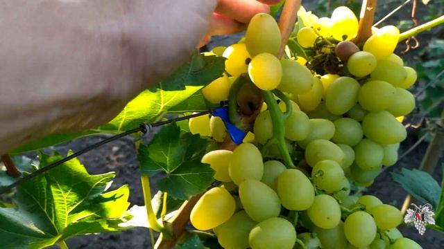 Виноград Аркадия. Урожай