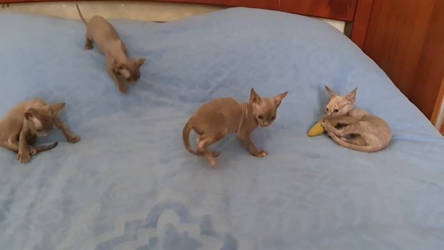 Котята Девон Рекс 01.11.2020г. Малыши играют с бумерангом Petstages.