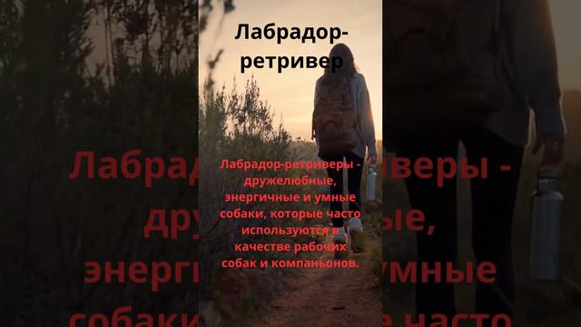 #Лабрадор #Юмор  #факты