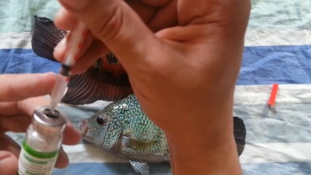 Колю бициллин-5 фловер хорнам. Giving a bicillin-5 injection to the flowerhorns. 24.05.2016
