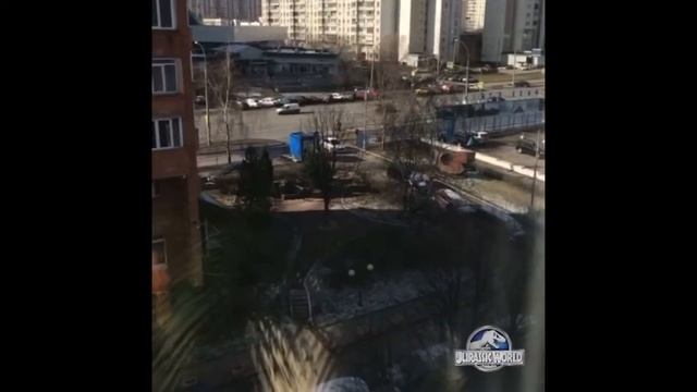 Кошки под камерой