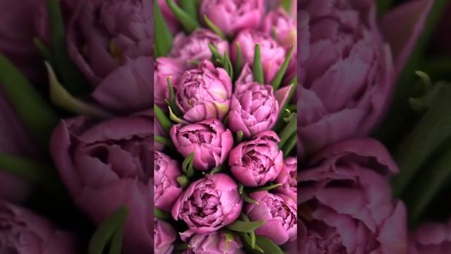 Букет из 51 пионовидного тюльпана "HOLLAND"