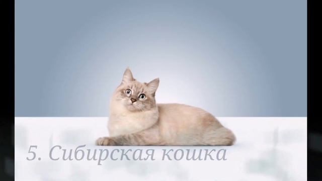 Топ - 10 умных пород кошек в мире!