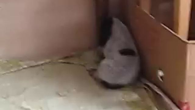 Малыши-спаниели!!