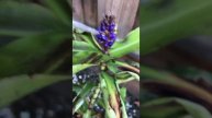 Blue ginger flowers
