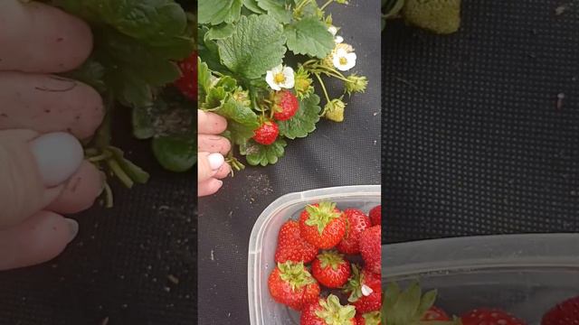 ремонтантная клубника 🍓