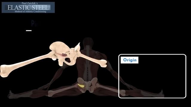 how to do the splits for the inflexible! ElasticSteel Anatomy