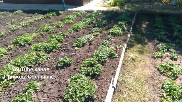 Уход за клубникой. Какие действия надо совершить.