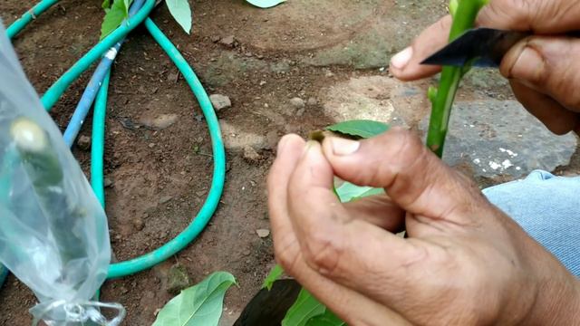 A new method of prying out avocados to quickly bear fruit, cara baru cungkil alpukat