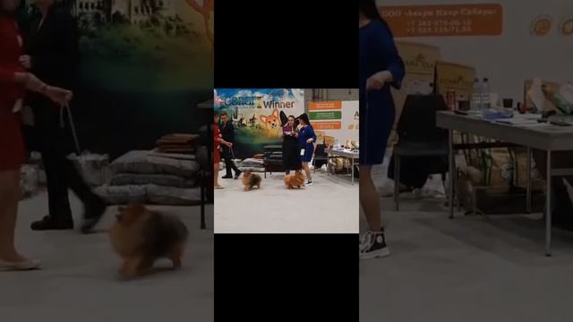 Выставка Шпиц) Денеб-Кейтос Киара Беби Лав🏆