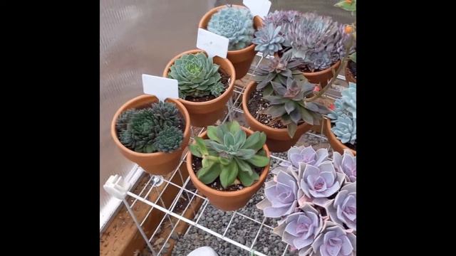 Tour of my greenhouse