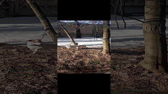 первая прогулка по лесу после зимы