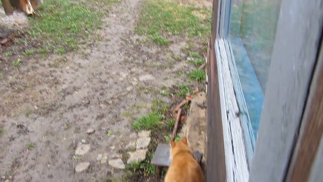 Землянка выживание! Харьков! Харьковская область! котики! реальные советы! растут растения!