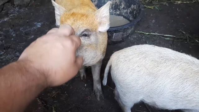 Машка набирает вес/Дожди почти каждый день