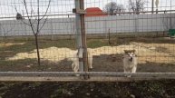 Аляскинский маламут