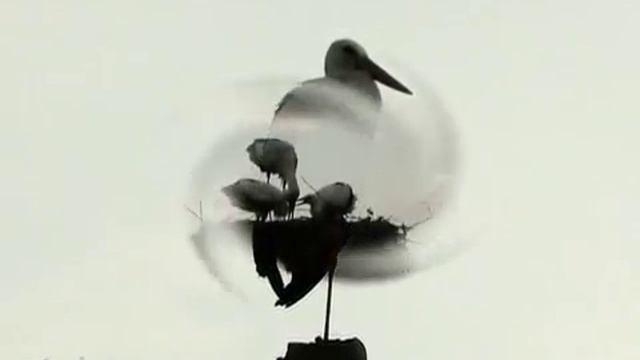 Аисты - Storks