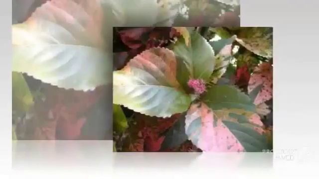 Цветы Акалиф (Acalypha flower)