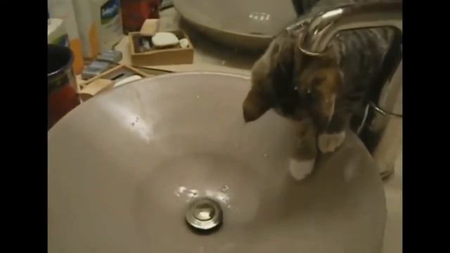 Раковина для кота или Смешные кошки играют в раковине