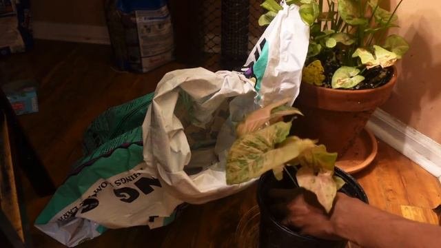 How I Repot My Pink Flecked Syngonium