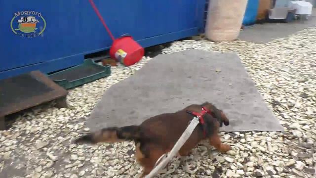 Mentor4dogs- MÀZLI glücklich vermittelt 2018