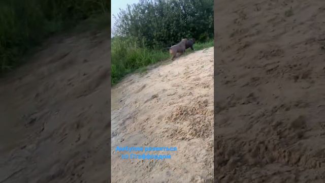 Булли и Стафф в воде