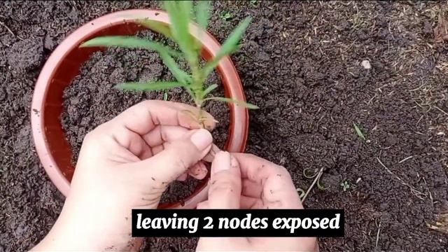 TARRAGON. First Launching Of My 3 Minutes Video. PLANTING MADE EASY. Straightforward Planting Guide