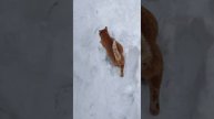 Коты радуются снегу и Новому году