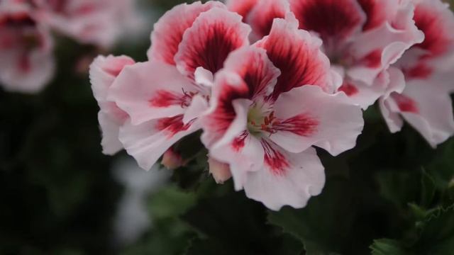 Pelargonium Grandiflorum Elegance Tony - Geranium with Flowers in spectacular Colours