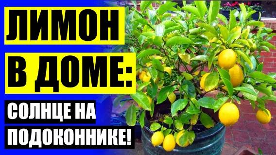 Выращивание лимонов в комнатных условиях