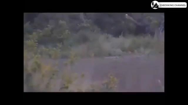 Невероятные сумасшедшие сцены боя животных запечатлен на камеру 2018