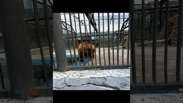 Медведь кувырок в зоопарке