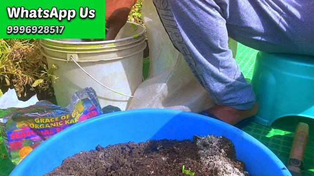 अब नही गिरेगी आपके गंधराज/Gardenia की एक भी कली| बस डालें यह 2 मुट्ठी | Bumper Flowering in Gardeni