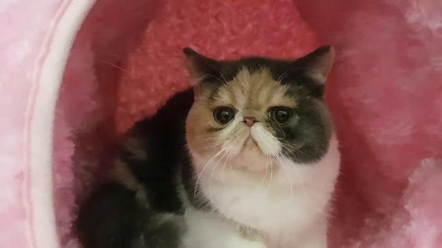 Napocats.ro | Geisha Indigo at the cat show in Bucharest