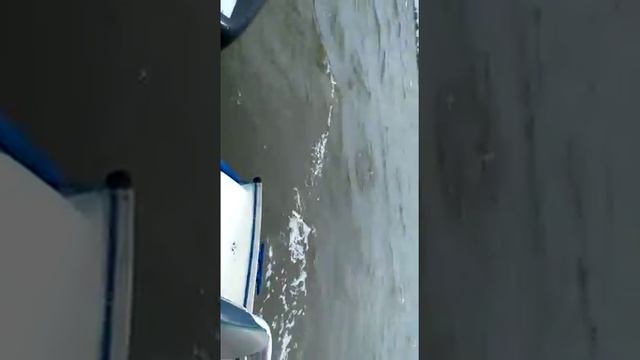 Ловля крупного толстолобика на волге