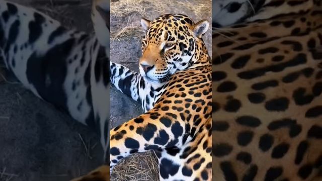 Jaguar Belly Scratches! AMAZING